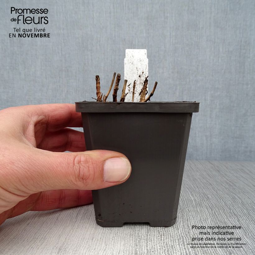 Ejemplar de Gratiola officinalis - Graciola Maceta de 8/9 cm entregado en otoño