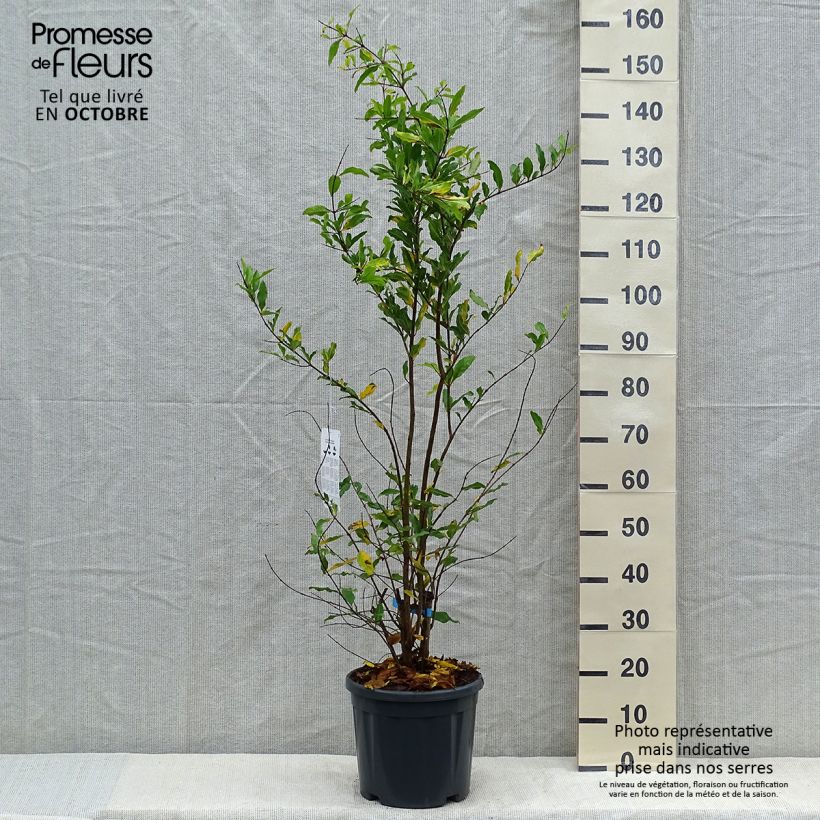 Ejemplar de Granada Malisi Maceta 7,5L/10L, Medio talloAltura de entrega aprox. 125/150cm entregado en otoño