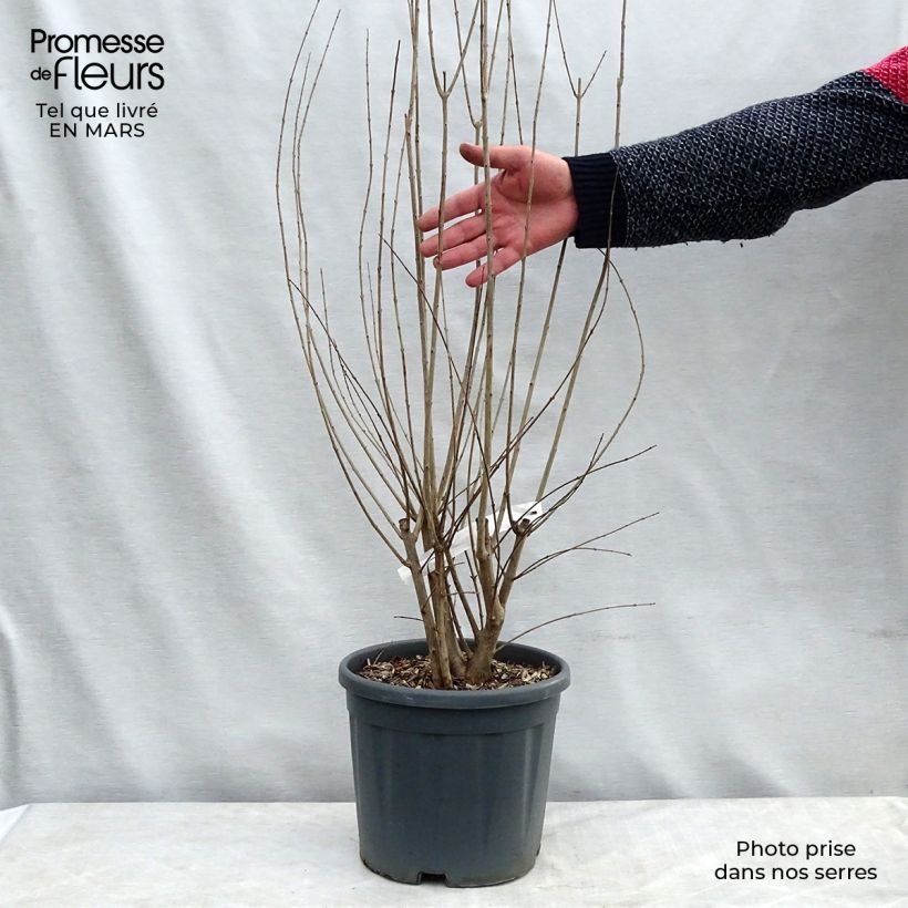 Punica granatum California Sunset - Granado Maceta 7,5L/10LAltura de entrega aprox. 80/120cm Ejemplar entregado en la primavera
