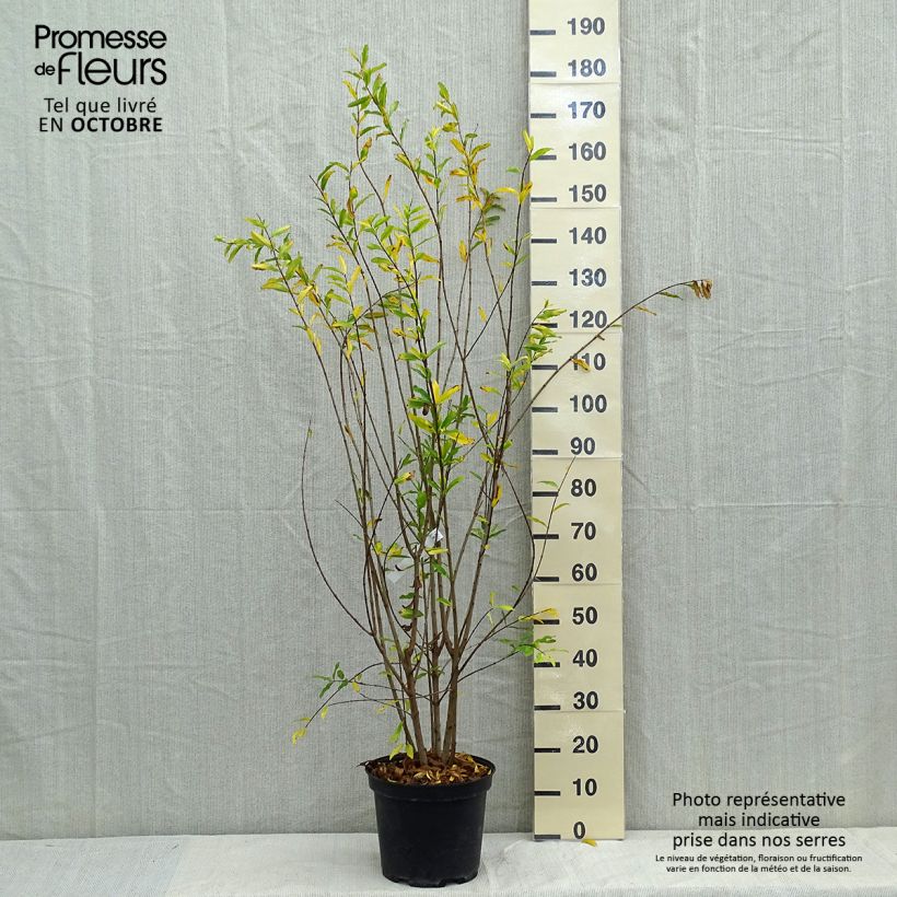 Ejemplar de Granada Plena Maceta 7,5L/10L entregado en otoño