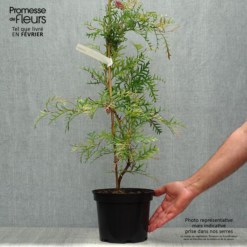 Ejemplar de Grevillea Bronze Rambler Maceta 4L/5L entregado en otoño