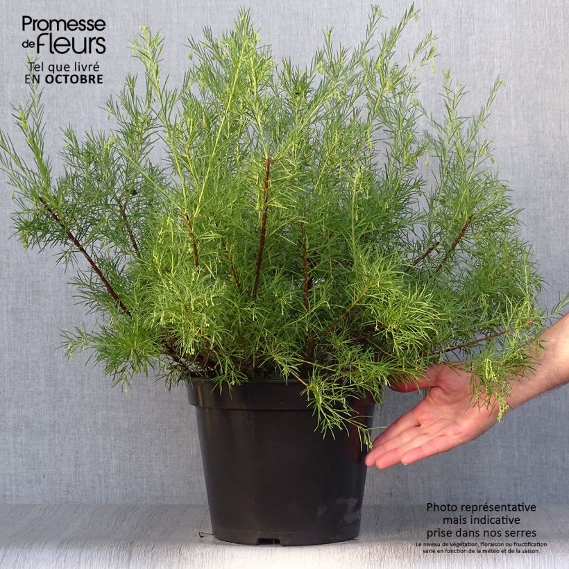 Ejemplar de Grevillea gracilis Alba Maceta 7,5L/10L entregado en otoño