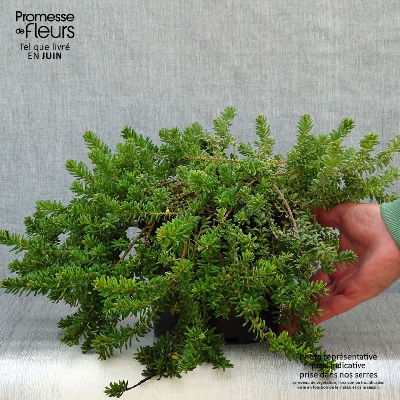 Ejemplar de Grevillea lanigera Tamboritha Maceta 2L/3L entregado en verano