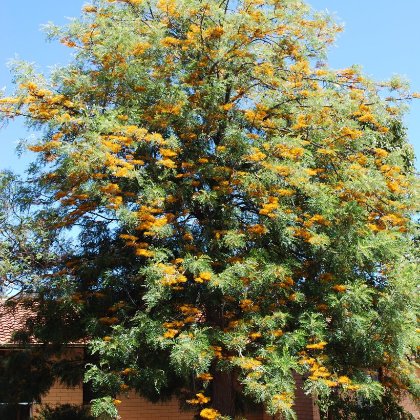 Grevillea robusta - Pino de oro (Porte)