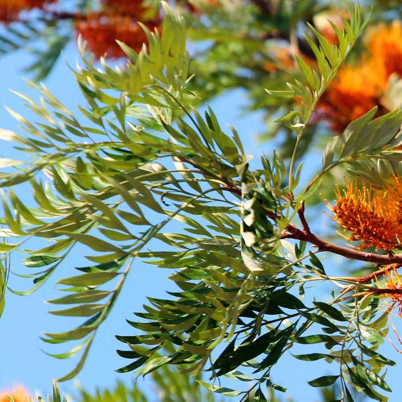 Grevillea robusta - Pino de oro (Follaje)