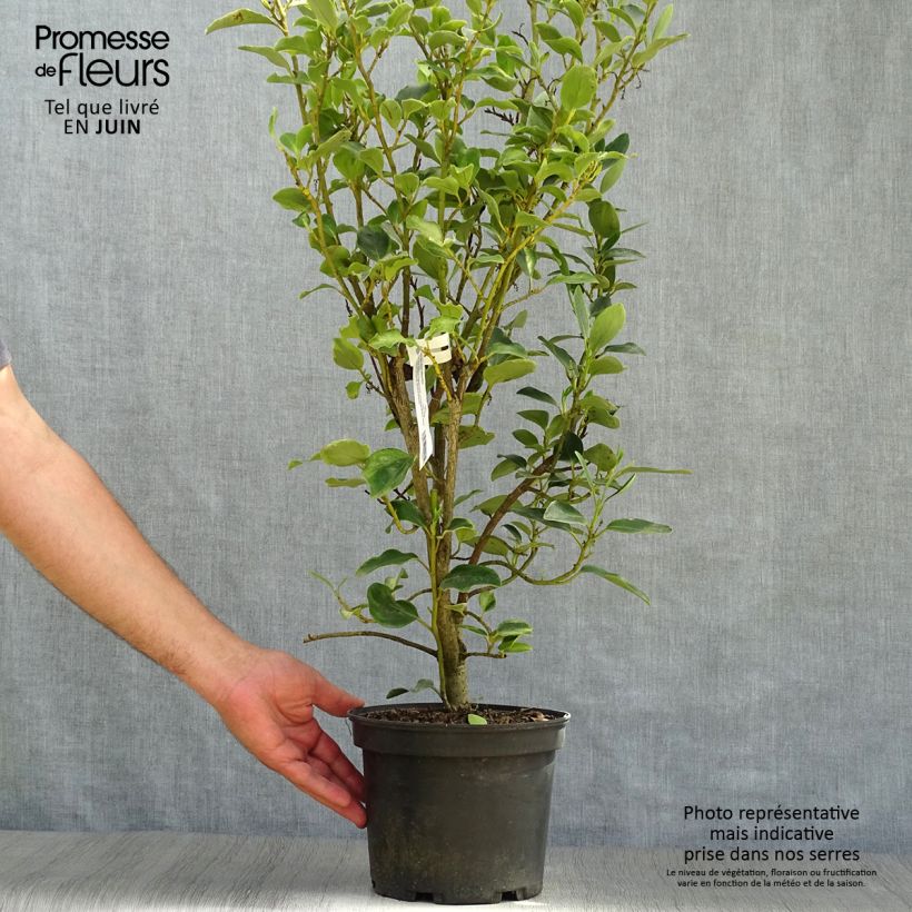 Ejemplar de Griselinia littoralis Bantry Bay - Kapuka Maceta 3L/4LAltura de entrega aprox. 50/60cm entregado en verano