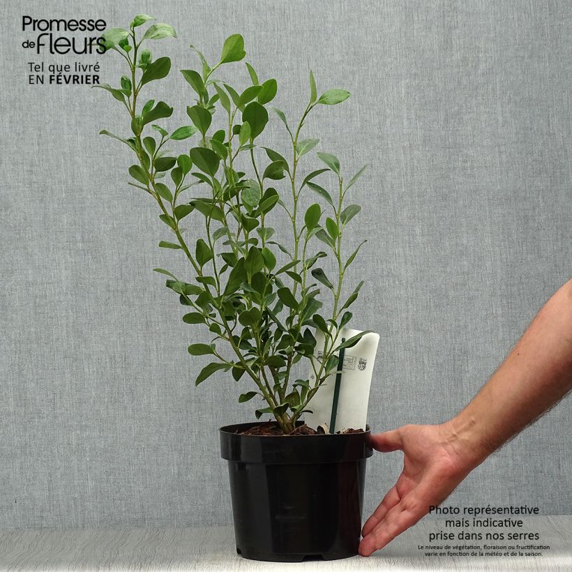Ejemplar de Griselinia littoralis Green Horizon - Kapuka Maceta 2L/3L entregado en otoño
