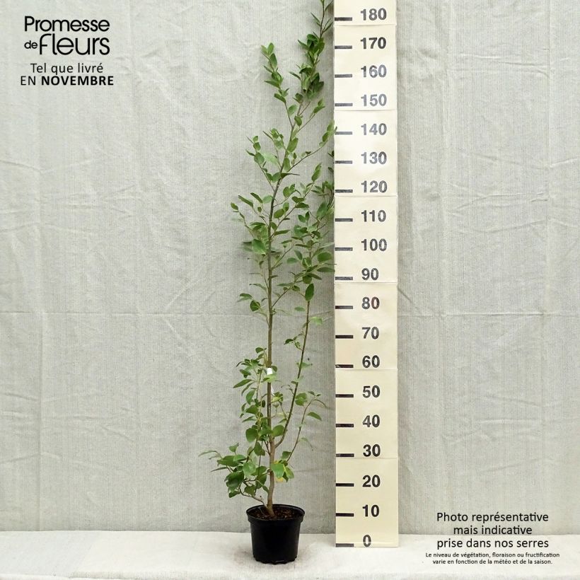 Ejemplar de Griselinia littoralis - Kapuka Maceta 2L/3L entregado en otoño