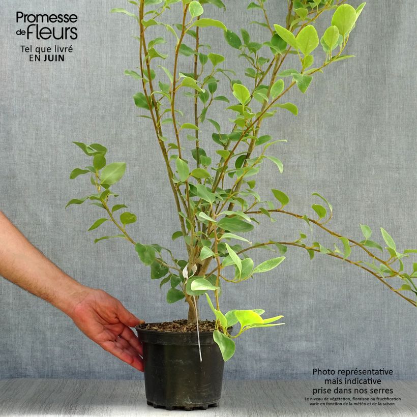 Ejemplar de Griselinia littoralis - Kapuka Maceta 2L/3L entregado en verano