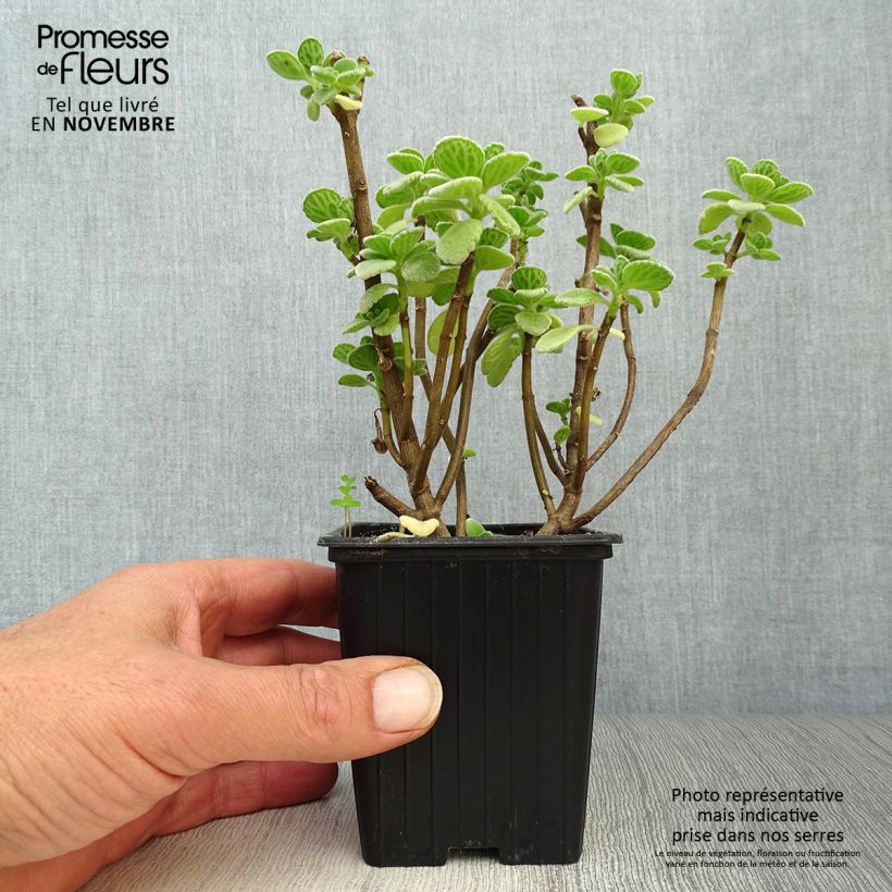 Ejemplar de Planta del dinero - Plectranthus fragrantissimum Maceta de 8/9 cm entregado en otoño