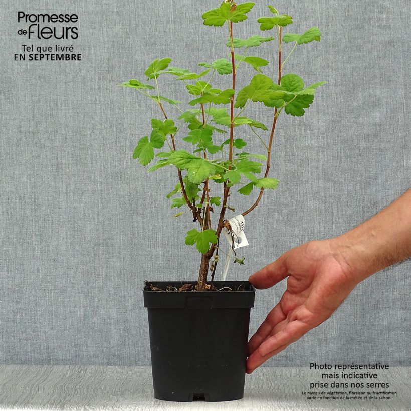 Ejemplar de Ribes sanguineum Red Bross - Grosellero de invierno Maceta 2L/3L entregado en otoño