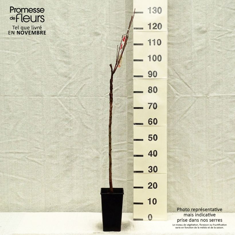 Ejemplar de Grosella roja Jonkheer van Tets Maceta 1,5L/2L entregado en otoño