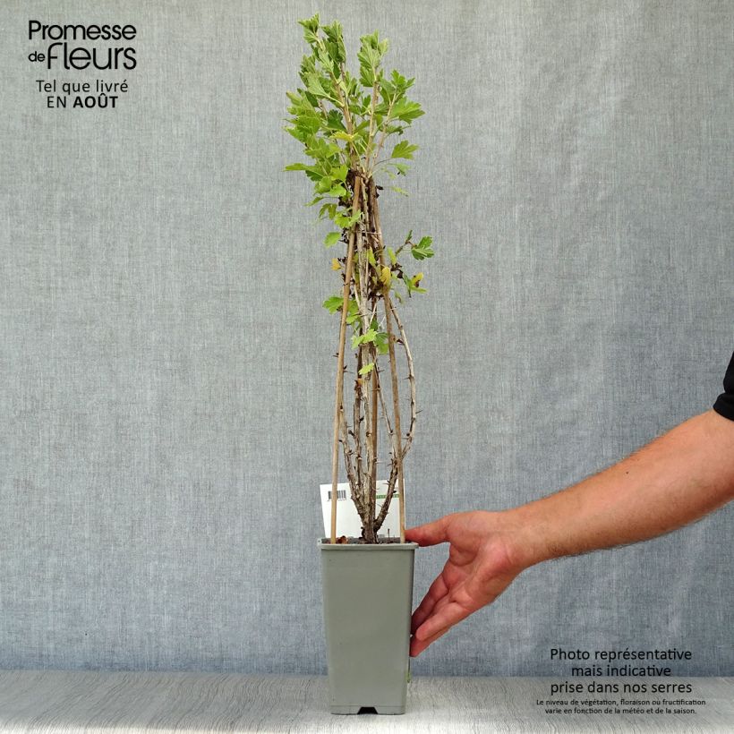 Ejemplar de Grosella espinosa Hinnönmaki Röd Bio Maceta 1,5L/2L, Formación arbustivaAltura de entrega aprox. 30/40cm entregado en verano