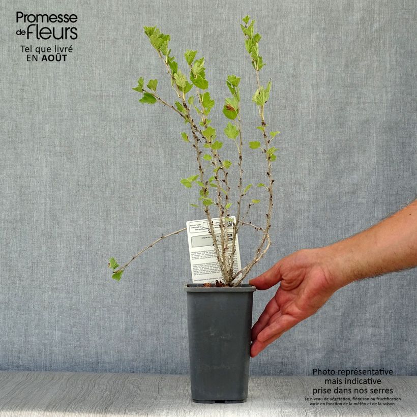 Ejemplar de Grosella espinosa Hinnönmaki Röd Maceta 1,5L/2L, Formación arbustivaAltura de entrega aprox. 30/40cm entregado en verano