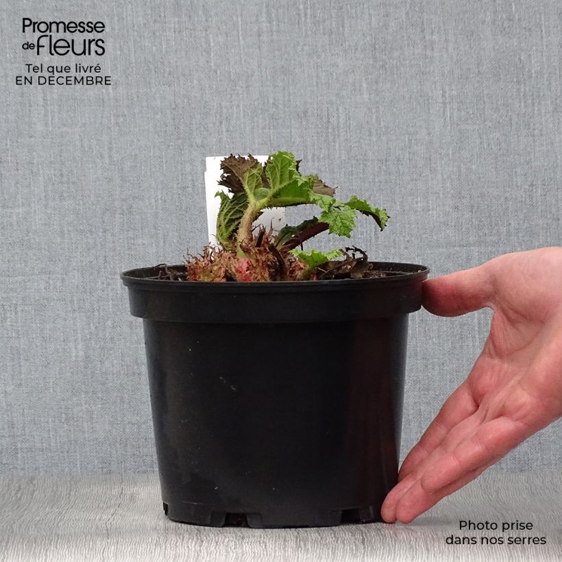 Gunnera manicata - Hojas gigantes Maceta 2L/3L Ejemplar entregado en invierno
