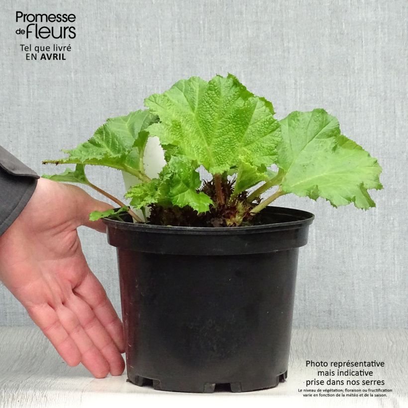 Gunnera manicata - Hojas gigantes Maceta 2L/3L Ejemplar entregado en la primavera