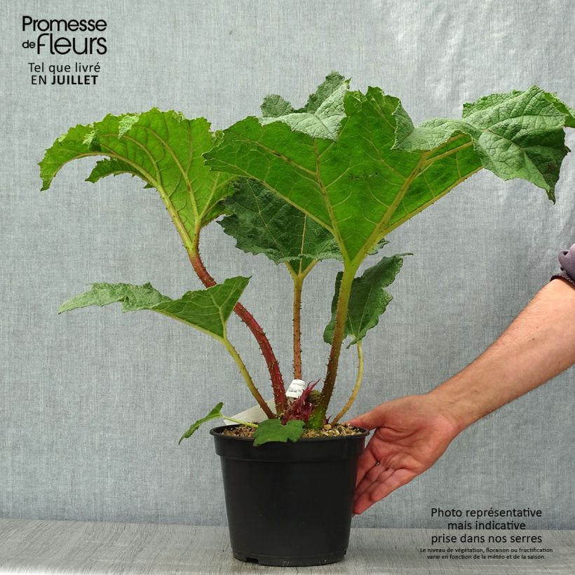 Ejemplar de Gunnera manicata - Hojas gigantes Maceta 3L/4L entregado en verano