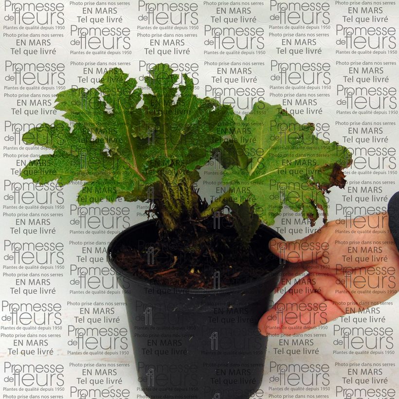 Ejemplo de ejemplar de Gunnera tinctoria - Nalca Maceta 2L/3L tal y como se entrega