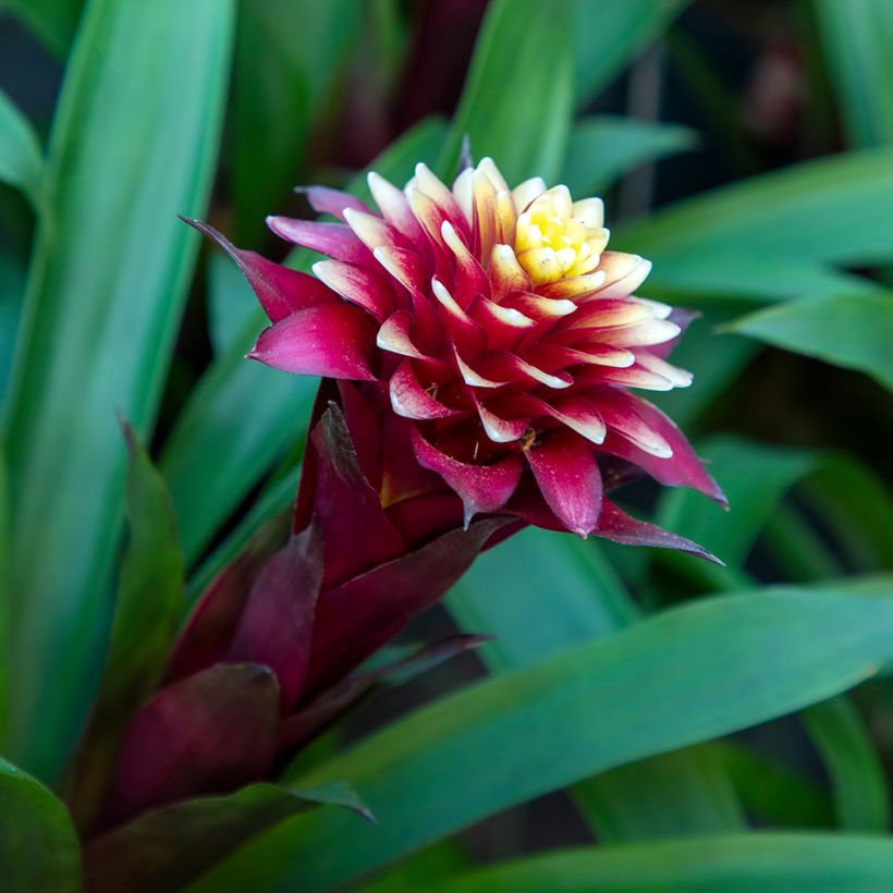 Guzmania Akabar (Floración)