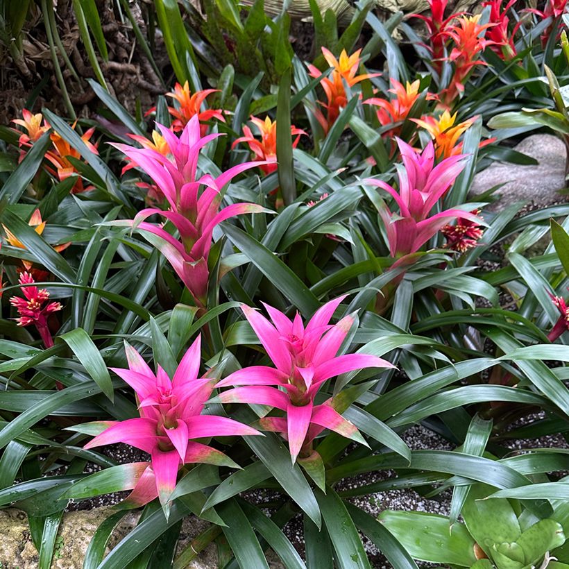 Guzmania Alerta (Porte)