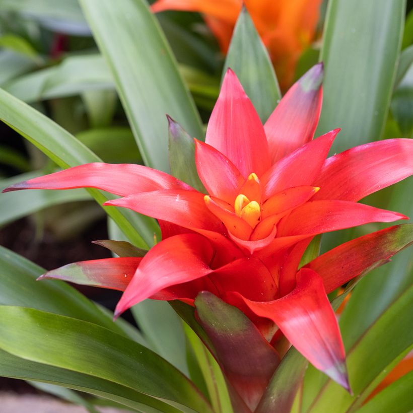 Guzmania Calypso (Floración)