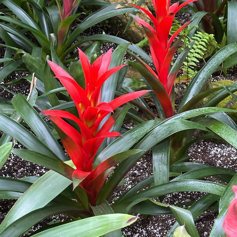 Guzmania Calypso (Porte)