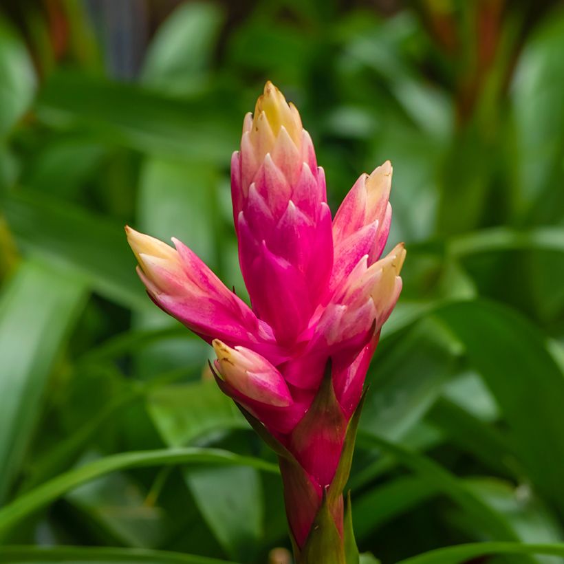 Guzmania Candy (Floración)