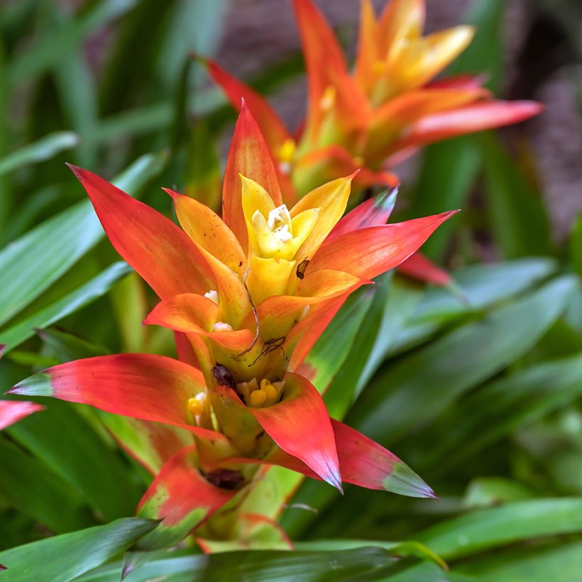 Guzmania Flava (Floración)