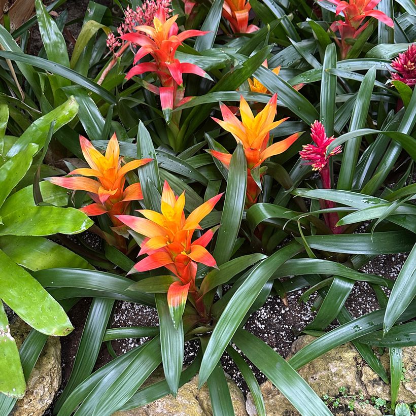 Guzmania Flava (Porte)