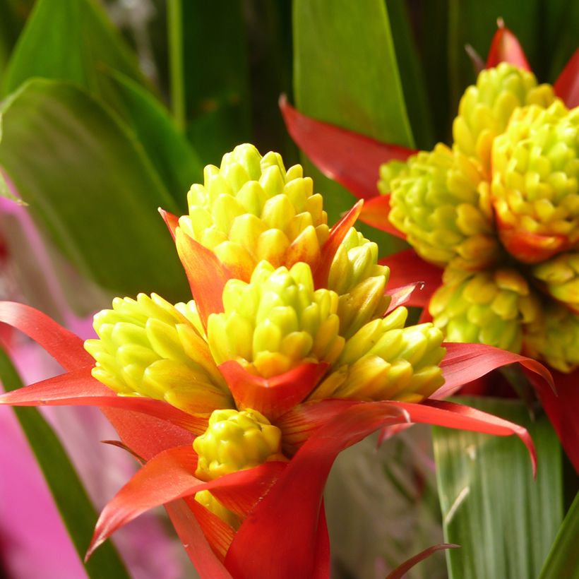Guzmania Limones (Floración)