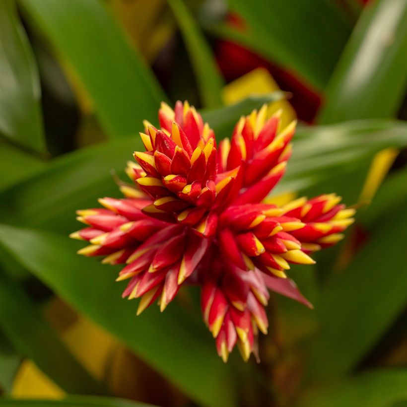Guzmania Loja (Floración)