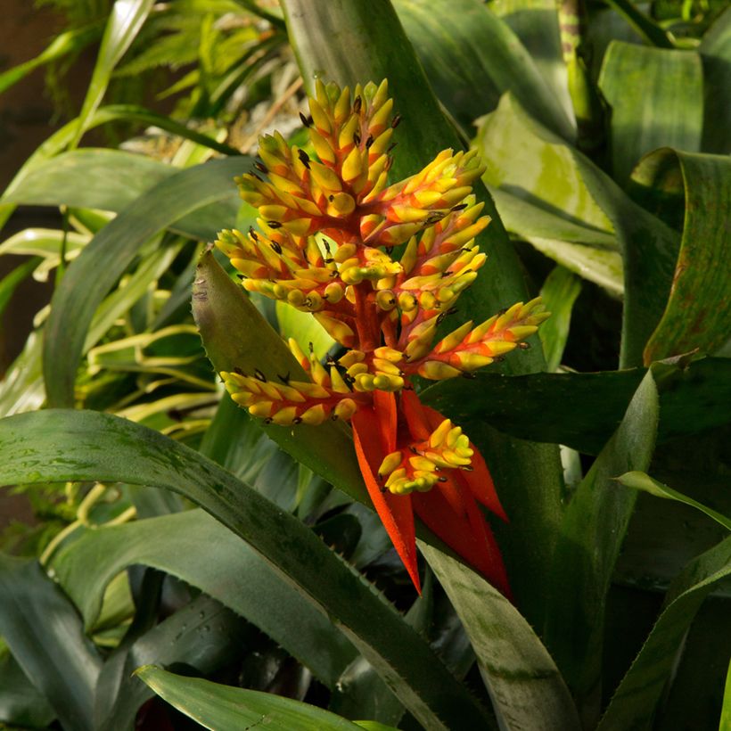 Guzmania Loja (Porte)