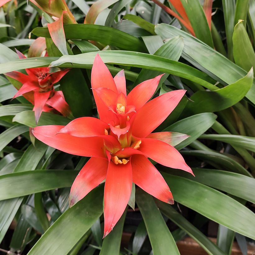 Guzmania Melissa (Floración)