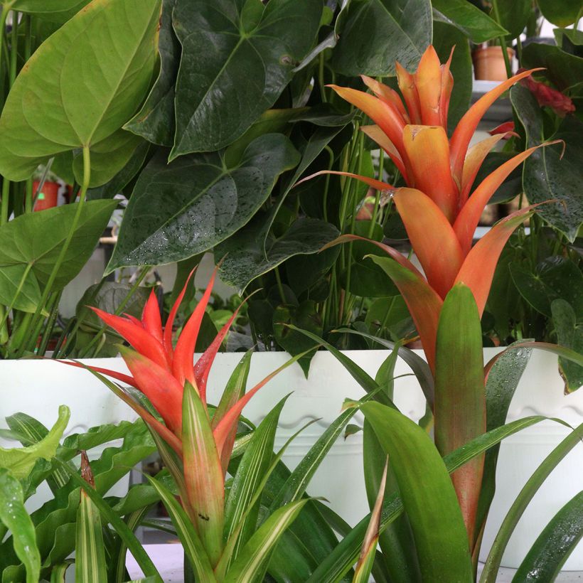 Guzmania Melissa (Porte)