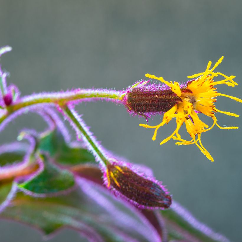 Gynura aurantiaca - Planta terciopelo (Floración)