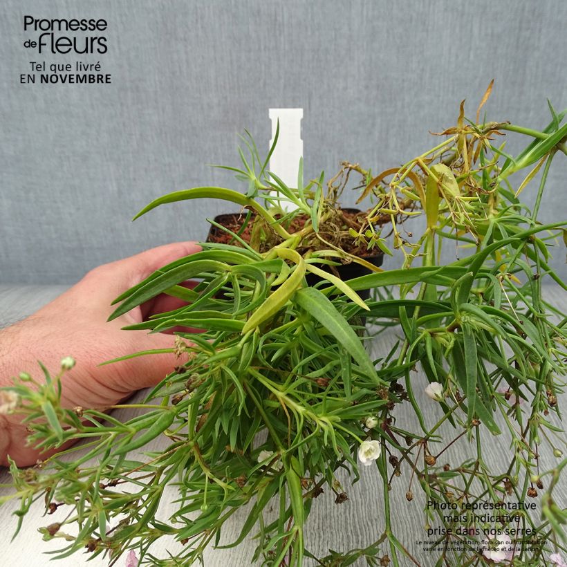 Ejemplar de Gypsophila paniculata Rosenschleier Maceta de 8/9 cm entregado en otoño