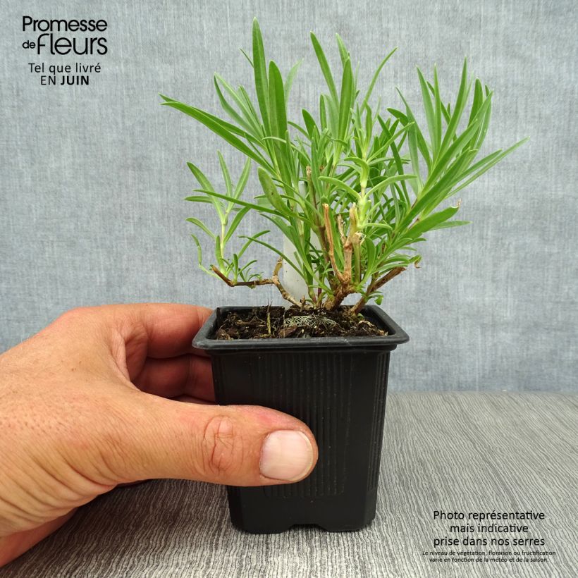 Ejemplar de Gypsophila paniculata Rosenschleier Maceta de 8/9 cm entregado en verano
