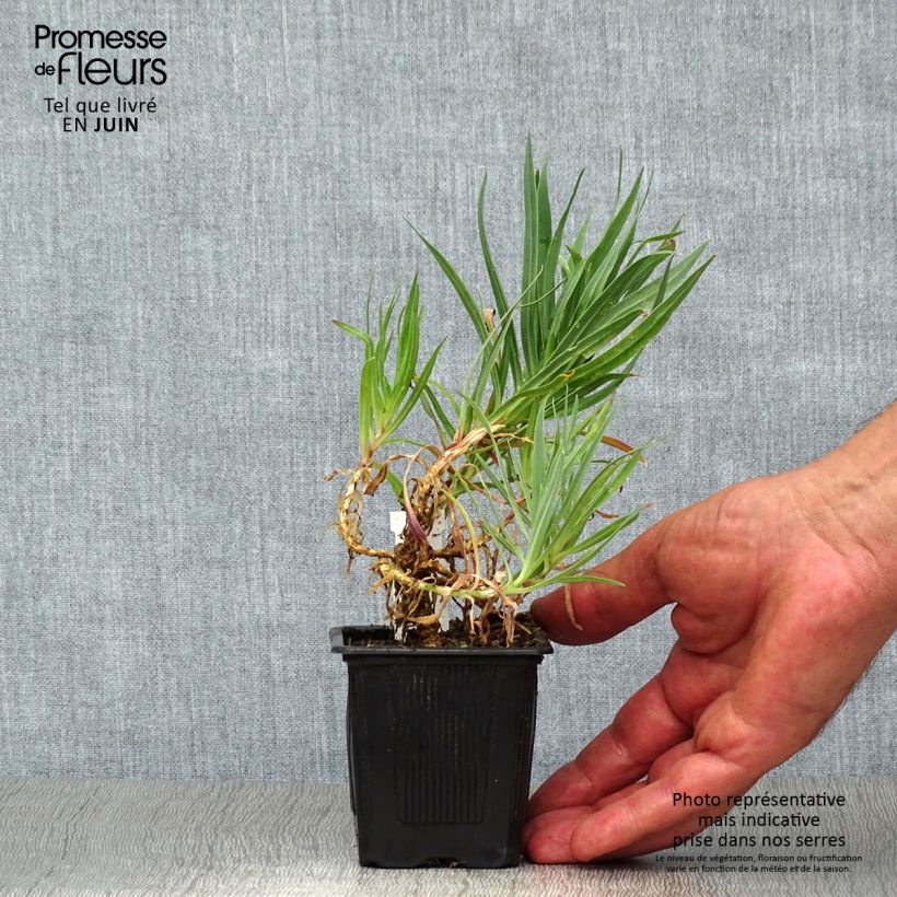 Ejemplar de Gypsophila paniculata Bristol Fairy Maceta de 8/9 cm entregado en verano