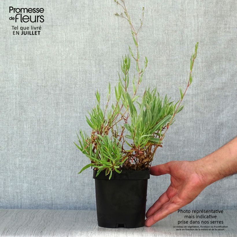 Ejemplar de Gypsophila paniculata Bristol Fairy Maceta 2L/3L entregado en verano