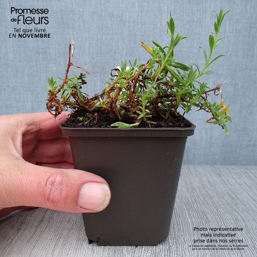 Ejemplar de Gypsophila repens Rosa Schönheit - Aliento de bebé Maceta de 8/9 cm entregado en otoño