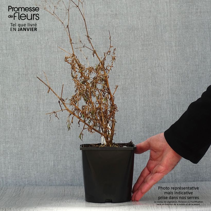 Gypsophila paniculata Festival Pink Maceta 2L/3L Ejemplar entregado en invierno