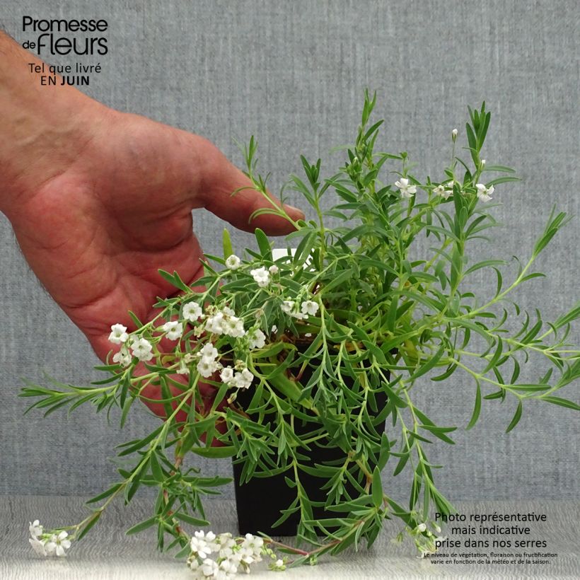 Ejemplar de Gypsophila repens Alba - Aliento de bebé Maceta de 8/9 cm entregado en verano