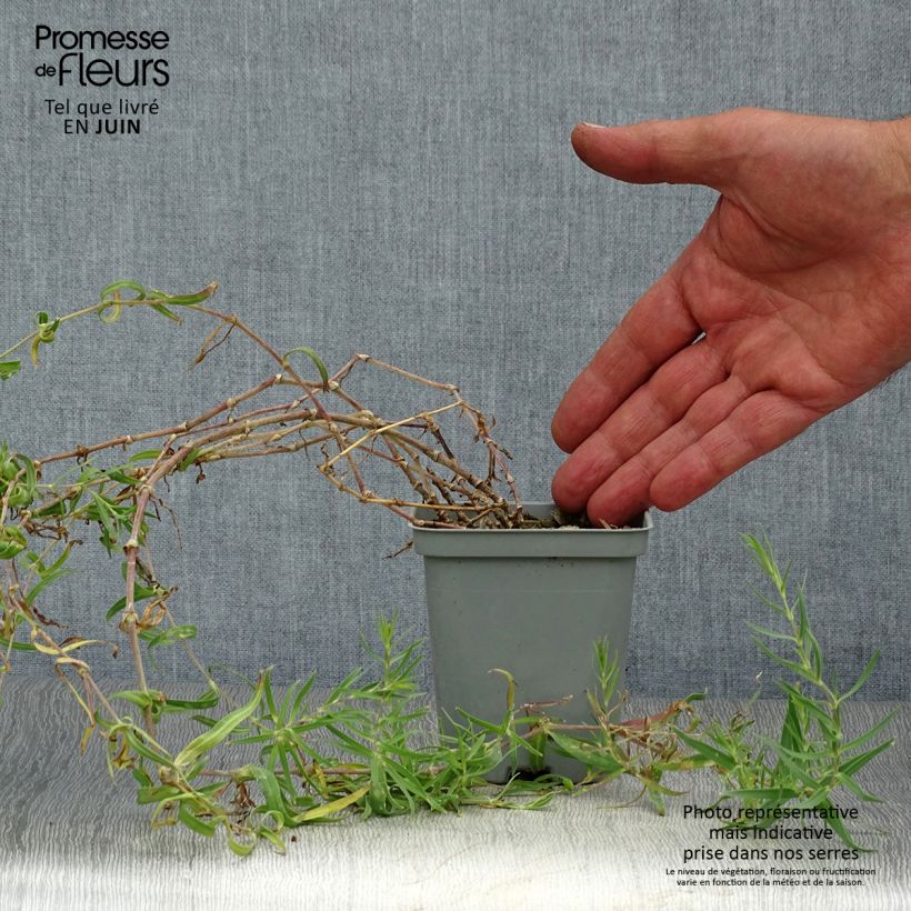 Ejemplar de Gypsophila paniculata Schneeflocke Maceta de 8/9 cm entregado en verano