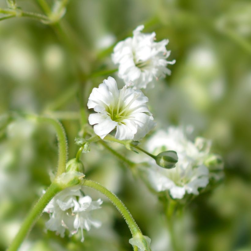 Gypsophila paniculata Snowflake (Floración)