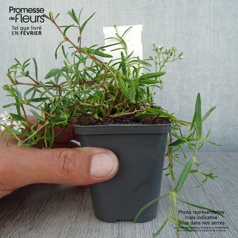 Ejemplar de Gypsophila repens White Angel - Aliento de bebé Maceta de 8/9 cm entregado en otoño