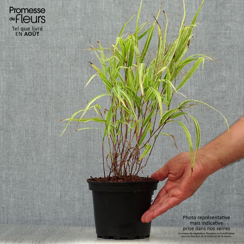 Ejemplar de Hakonechloa macra Albostriata Maceta 2L/3L entregado en verano