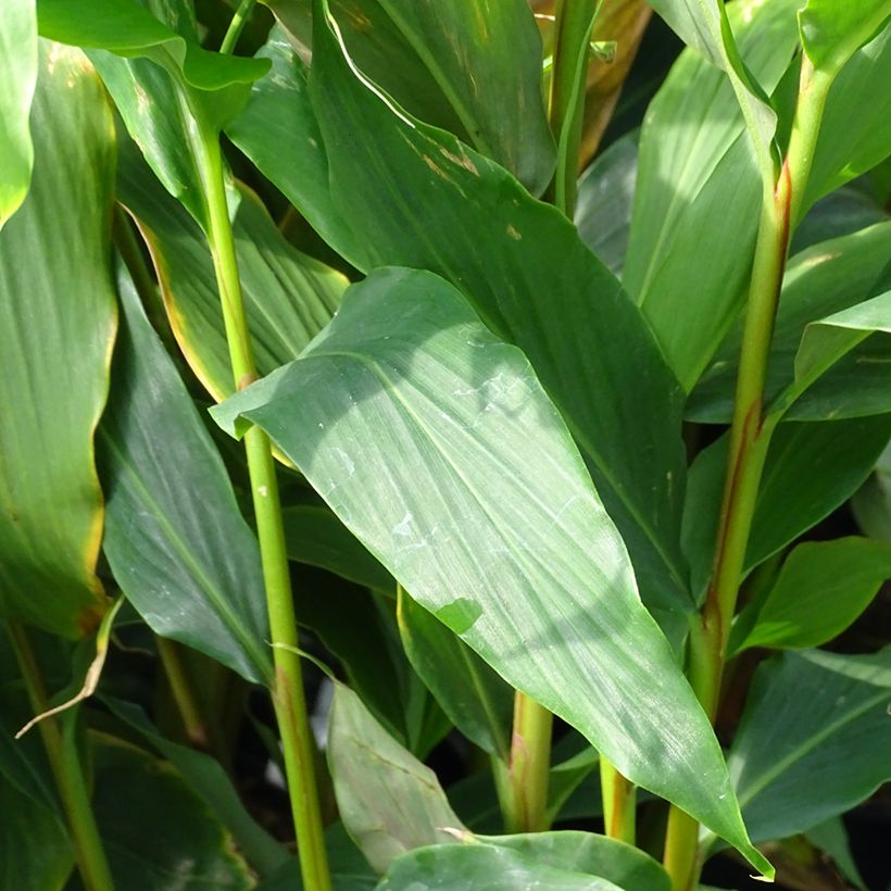 Hedychium densiflorum Assam Orange (Follaje)