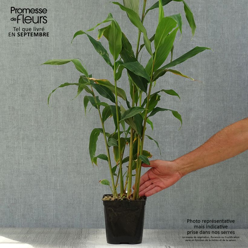 Ejemplar de Hedychium densiflorum Assam Orange Maceta 3L/4L entregado en otoño