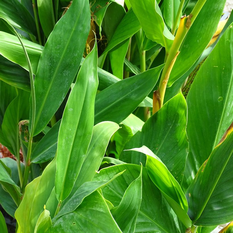 Hedychium Dixter (Follaje)
