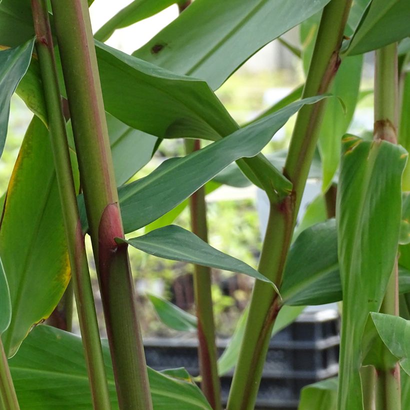 Hedychium coronarium Elizabeth (Follaje)